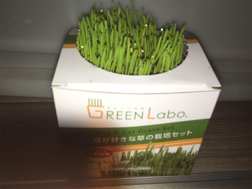 GREEN Labo 犬と猫が好きな草 購入7日目