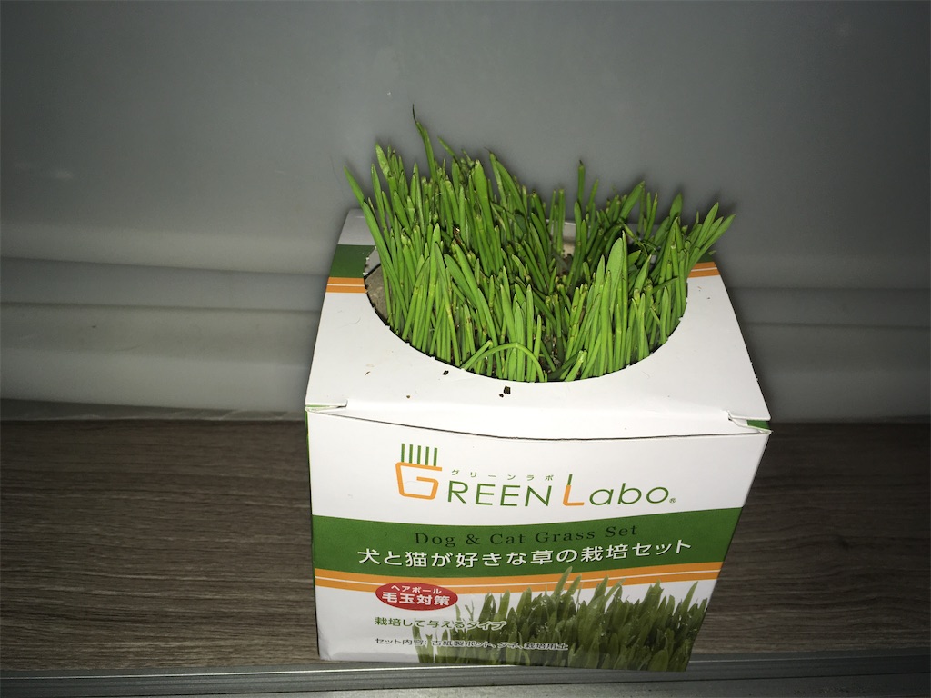 GREEN Labo 犬と猫が好きな草 購入8日目