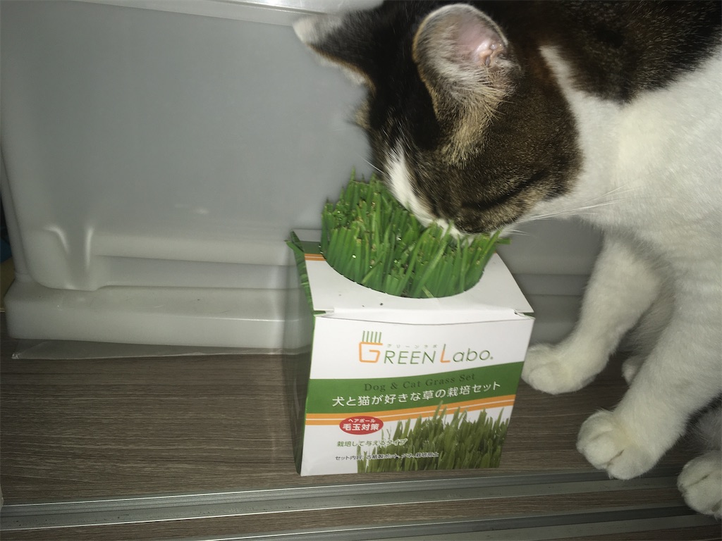 GREEN Labo 犬と猫が好きな草 購入10日目