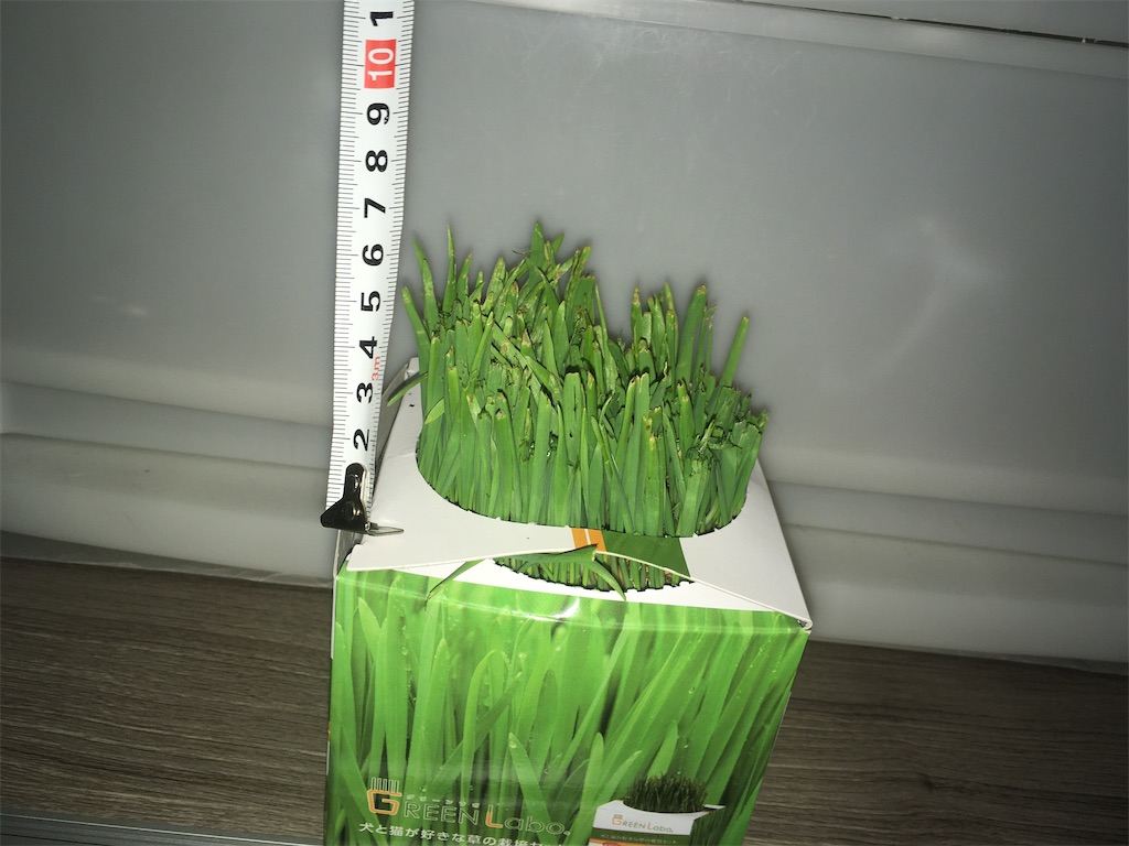 GREEN Labo 犬と猫が好きな草 購入11日目