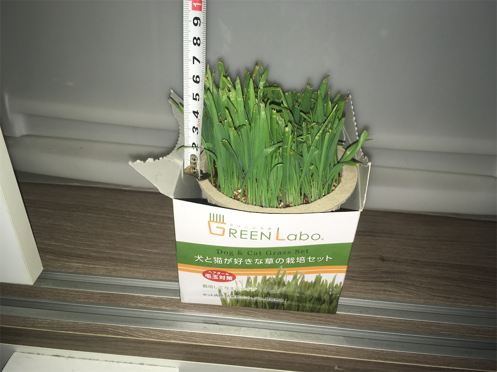 GREEN Labo 犬と猫が好きな草 購入12日目