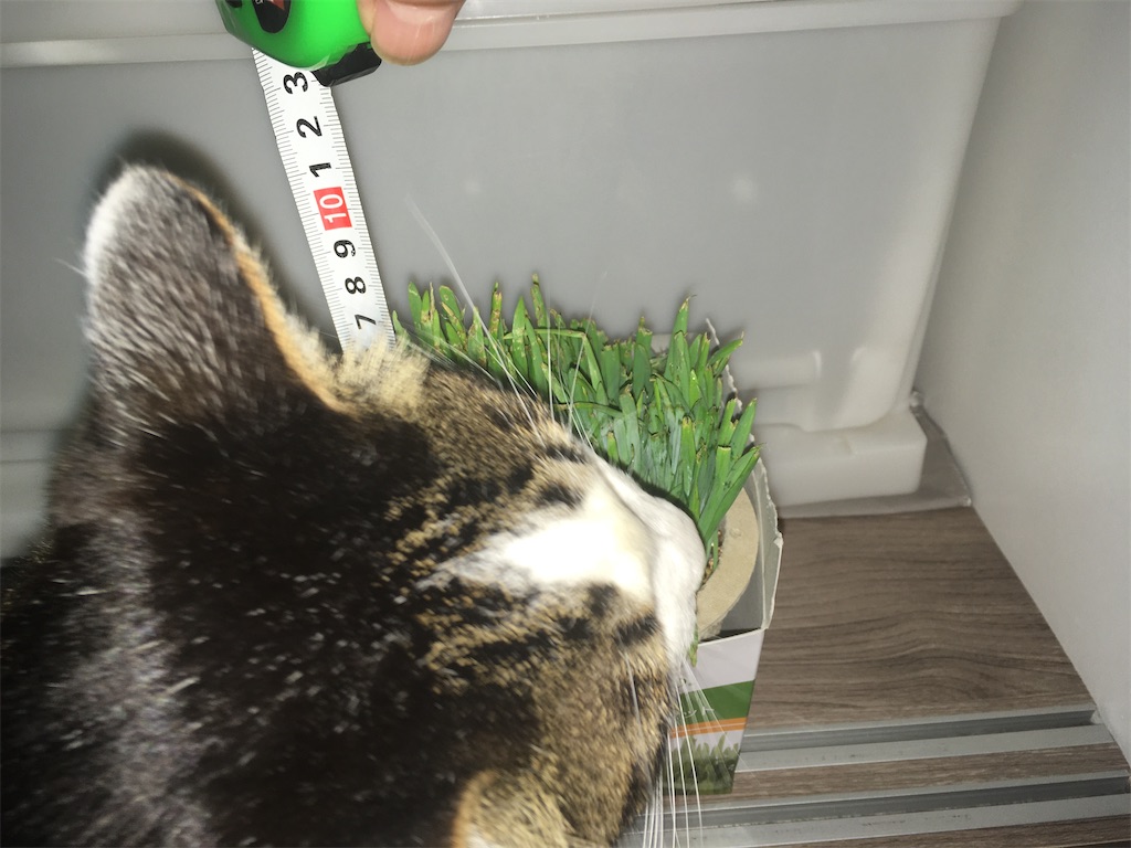 GREEN Labo 犬と猫が好きな草 購入13日目