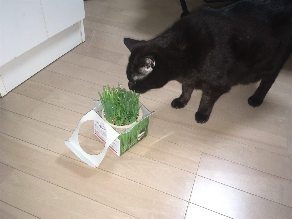 GREEN Labo 犬と猫が好きな草 購入13日目 クロの反応