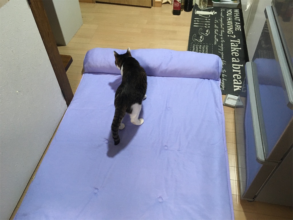 ペピイ　ソフトクールマット 枕付き 猫の反応