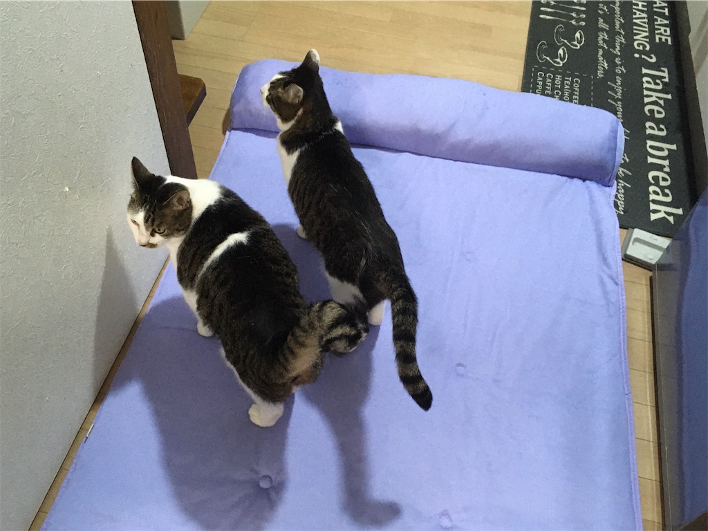 ペピイ ソフトクールマット 枕付き 猫の反応