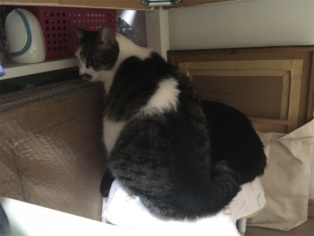 チビ、クロと一緒にネンネしたいから強引に割り込む