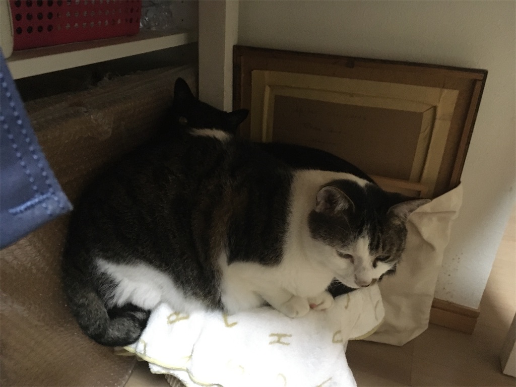 強引に割り込む ギシギシになってますよ・・・