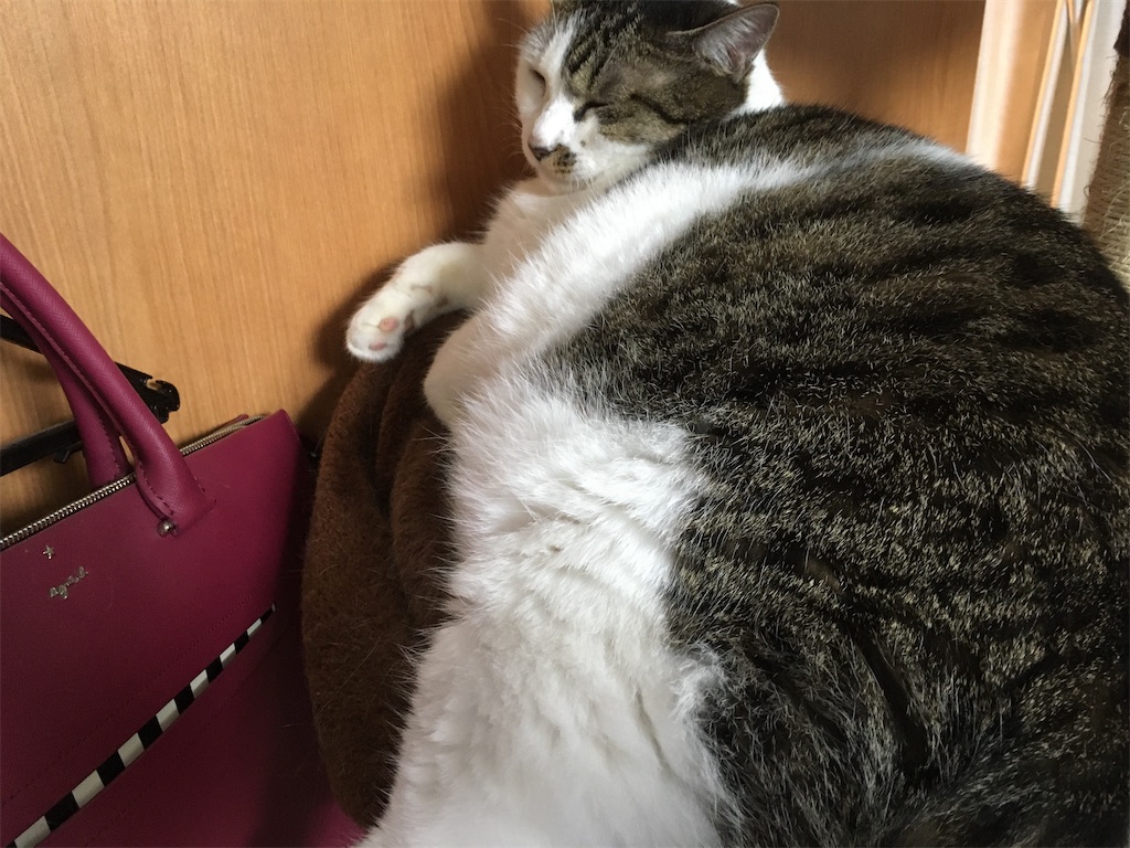 チビ、まだまだ元気でいてくれよ!!