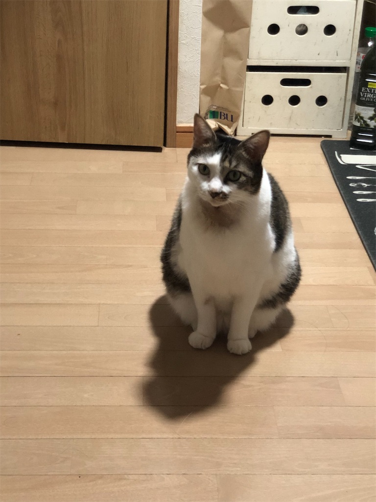 チビ、キッチンの前でお座り