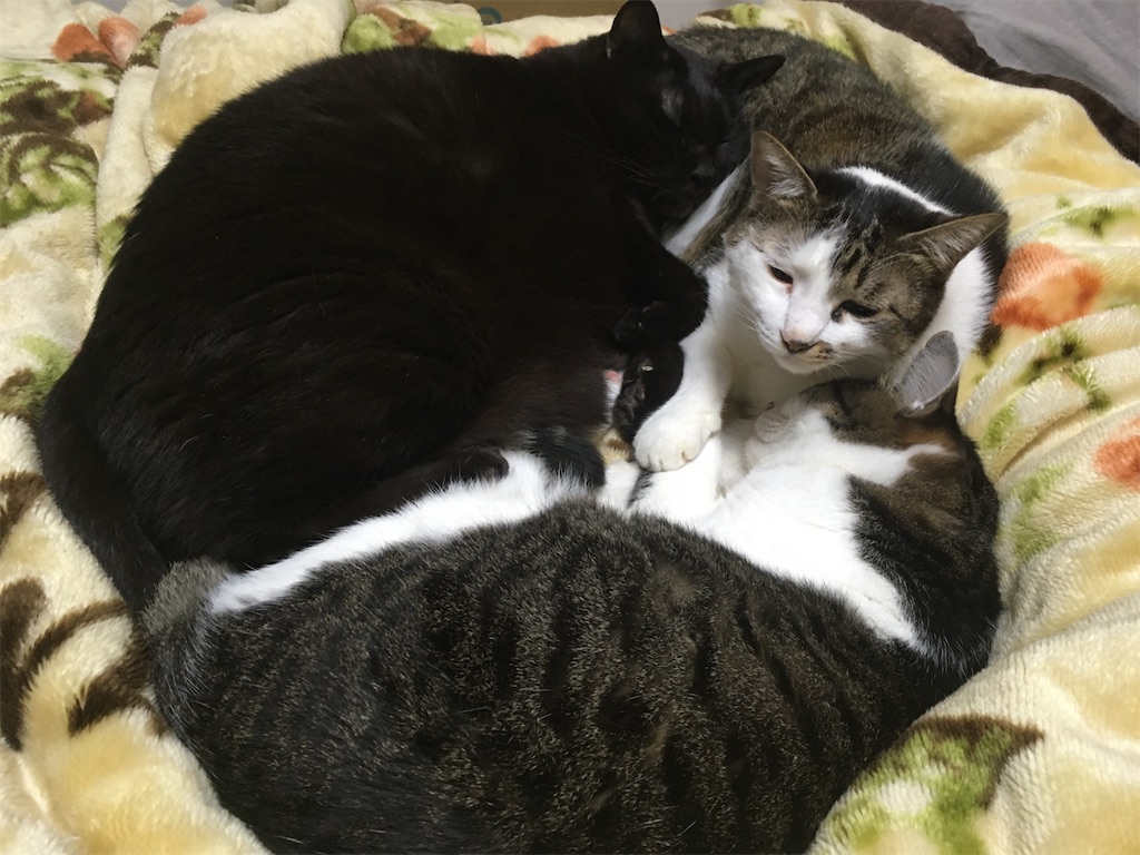 来客前の写真 三猫がお団子になってネンネしています。