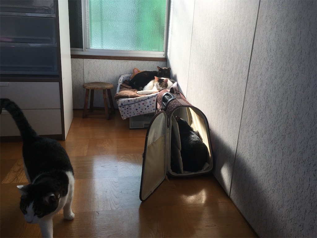 四猫とも、日向ぼっこです