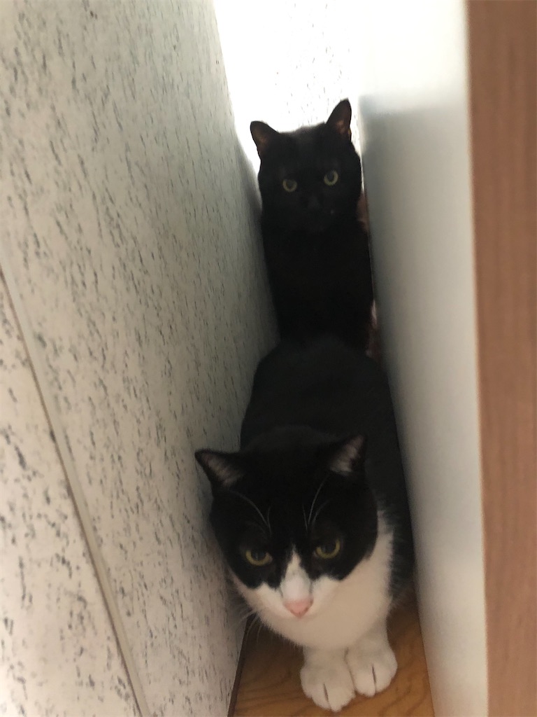 クロとさんたは、クローゼットのすき間に入り込んでます。