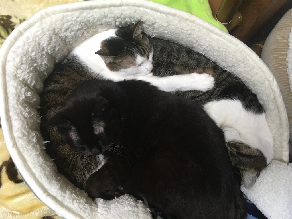 猫団子