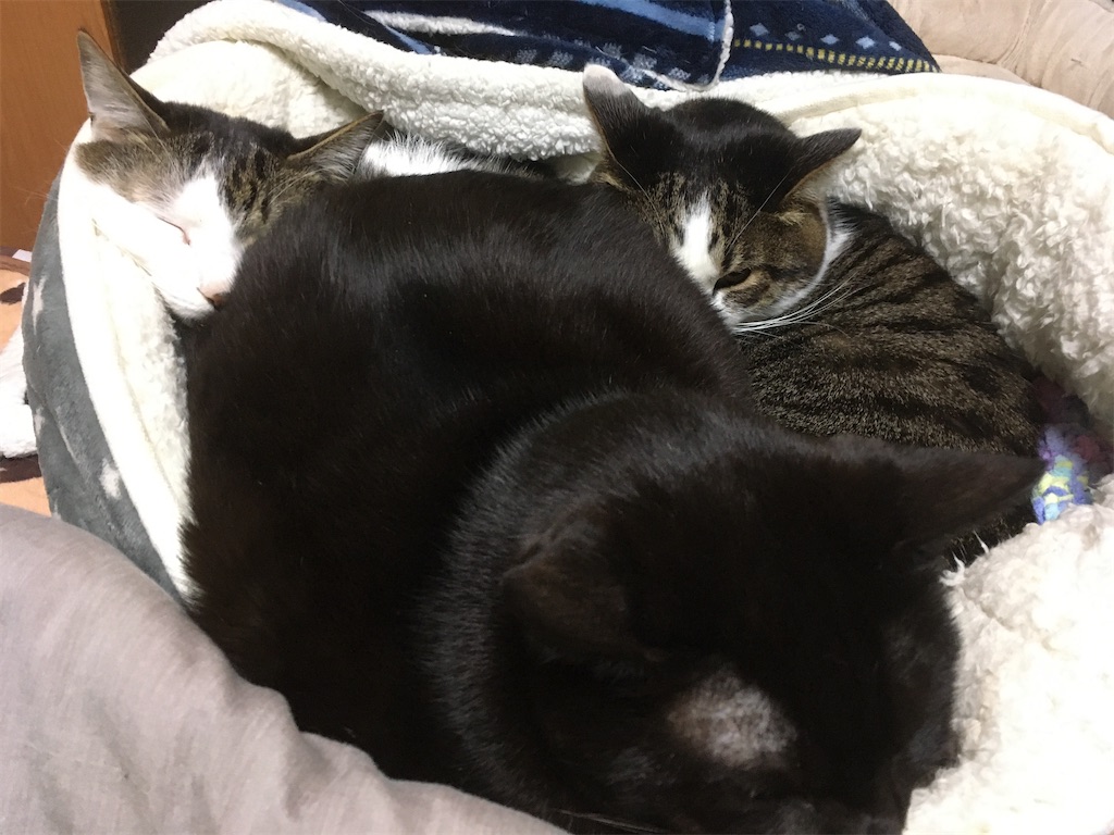 猫団子