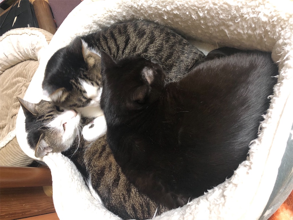 猫団子