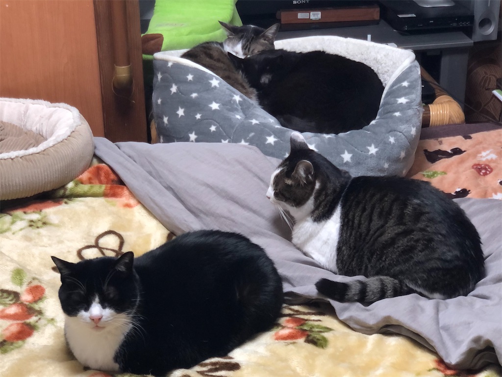 我が家の四猫