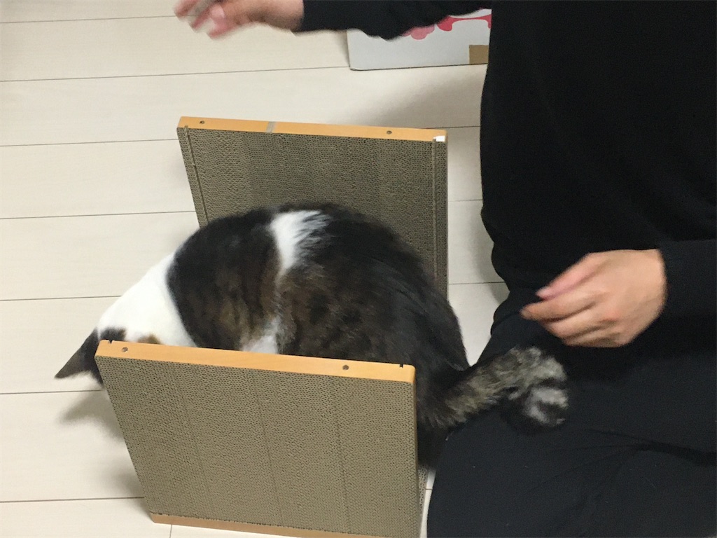 HappyDays キャットハウス 組み立てその3