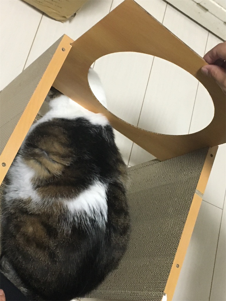 HappyDays キャットハウス 組み立てその4