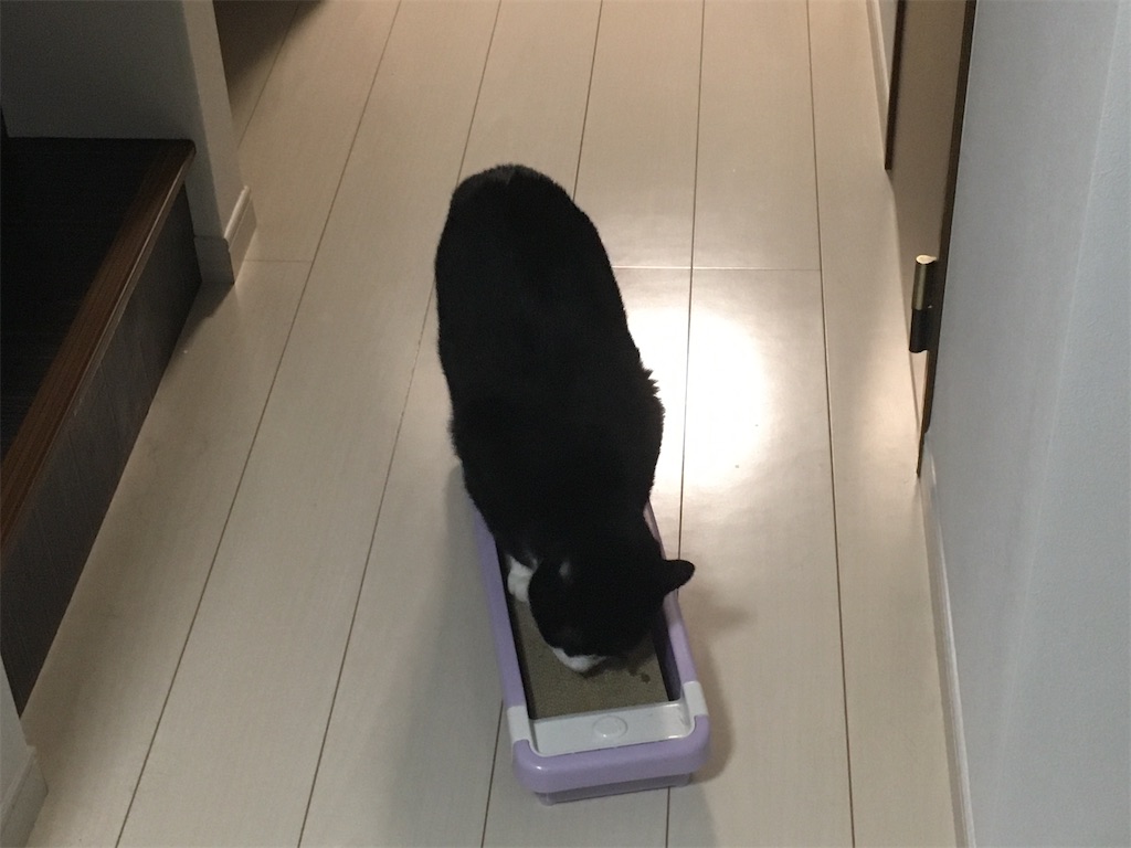さんた、隠れていたのに出てきて爪とぎです