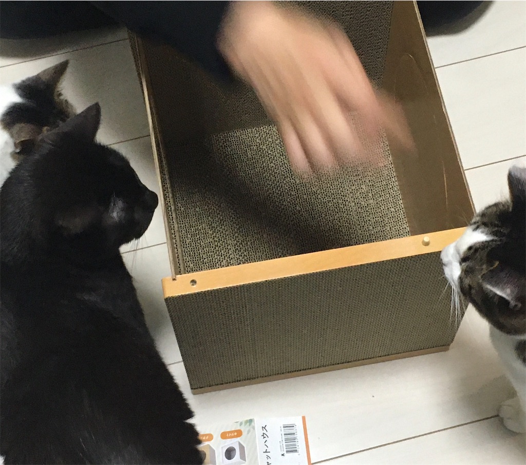 HappyDays キャットハウス 組み立てその5