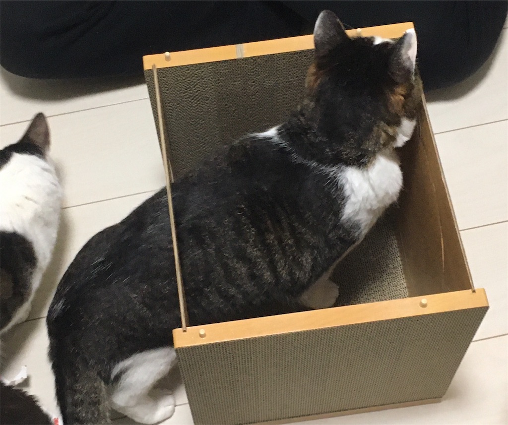 HappyDays キャットハウス 組み立てその6