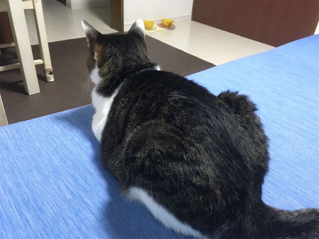 背中を私に向けて、前を向いている四ニャン坊たかんぼ