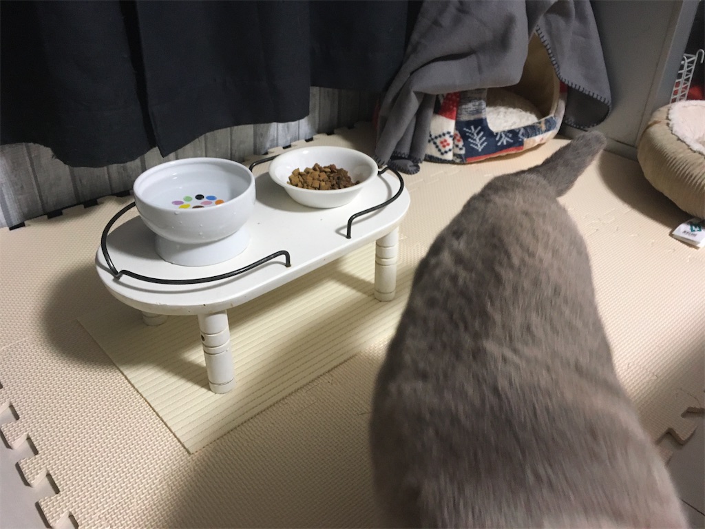 【先住猫と新入り猫】五ニャン娘みゃあ、ご飯を食べる場所を変えてみた