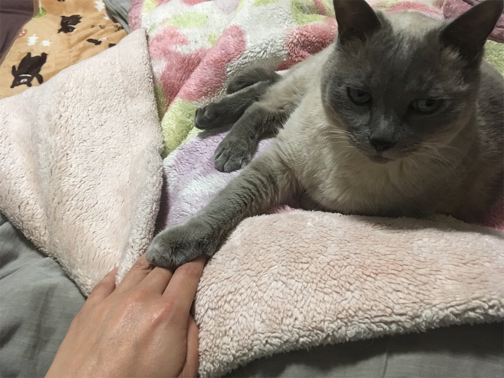 年末年始、我が家の五猫 みゃあは私とネンネしたかったみたいです