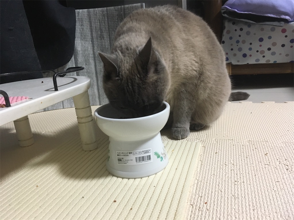 希少 猫壱 2021年冬限定 フードボールL・ウォーターボールセット 猫用 猫壱フードボウルL 限定カラー】五ニャン娘みゃあのご飯の器を