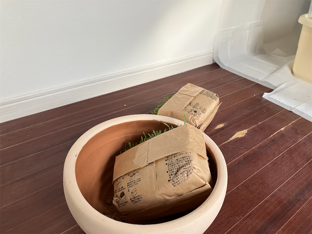 【猫草育成チャレンジ再び】無印良品の猫草を育ててみる。開封から16日が経過。人気なゆえに・・・