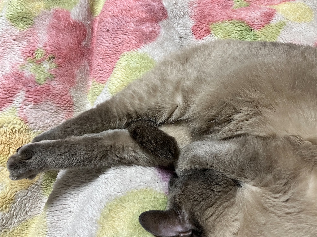 何時間でも私の上でネンネしている、みゃあ