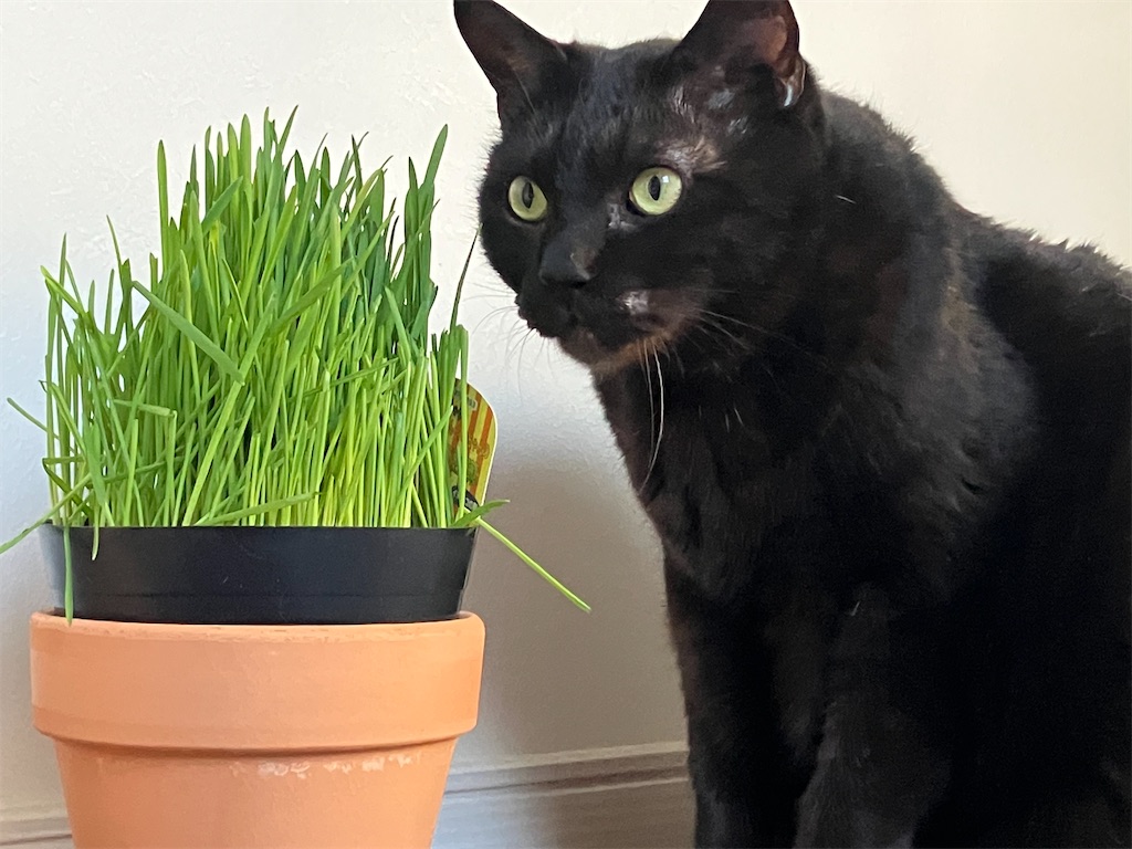 長ニャン坊クロ、やっぱり猫草に反応してくれます