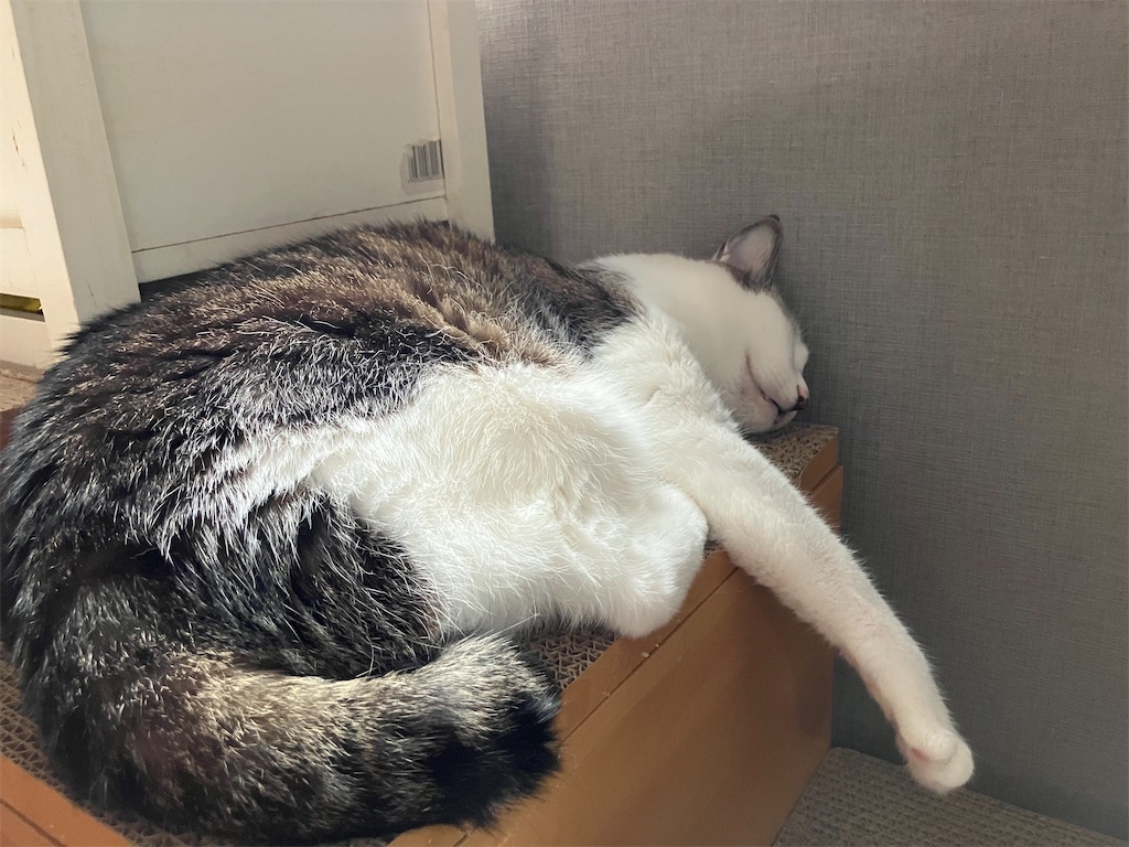 次ニャン坊チビ、キャットステップでネンネなのね。