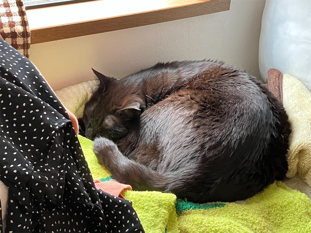 長ニャン坊クロのネンネ 今日はあいにくの雨だね