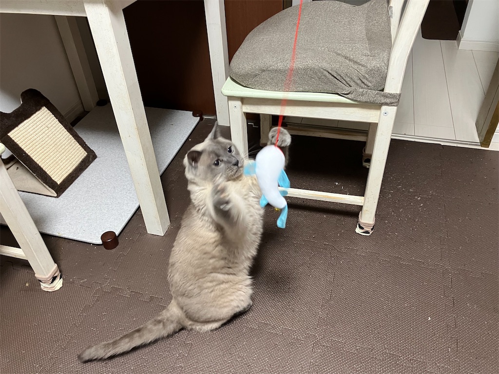 Hartz cattraction ハーツ キャトラクション コイコイ つりじゃらし みゃあの反応