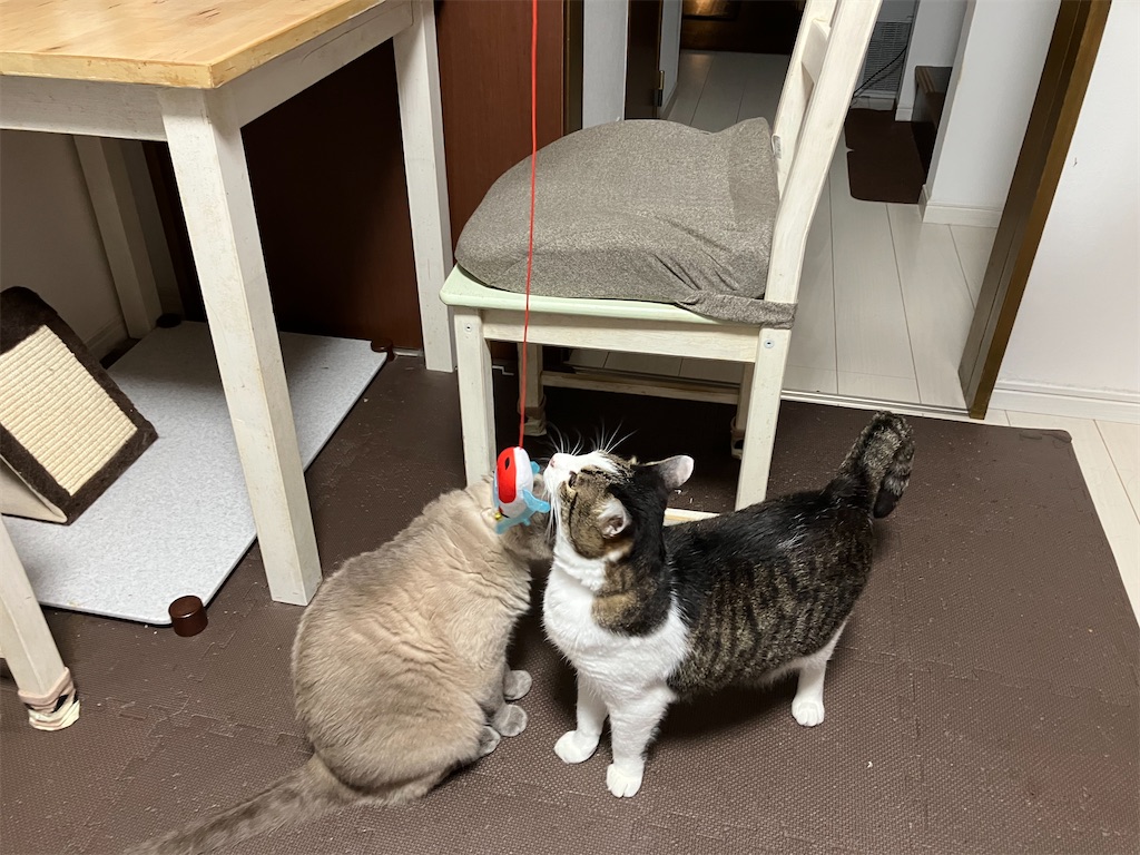 Hartz cattraction ハーツ キャトラクション コイコイ つりじゃらし たかんぼとみゃあの反応