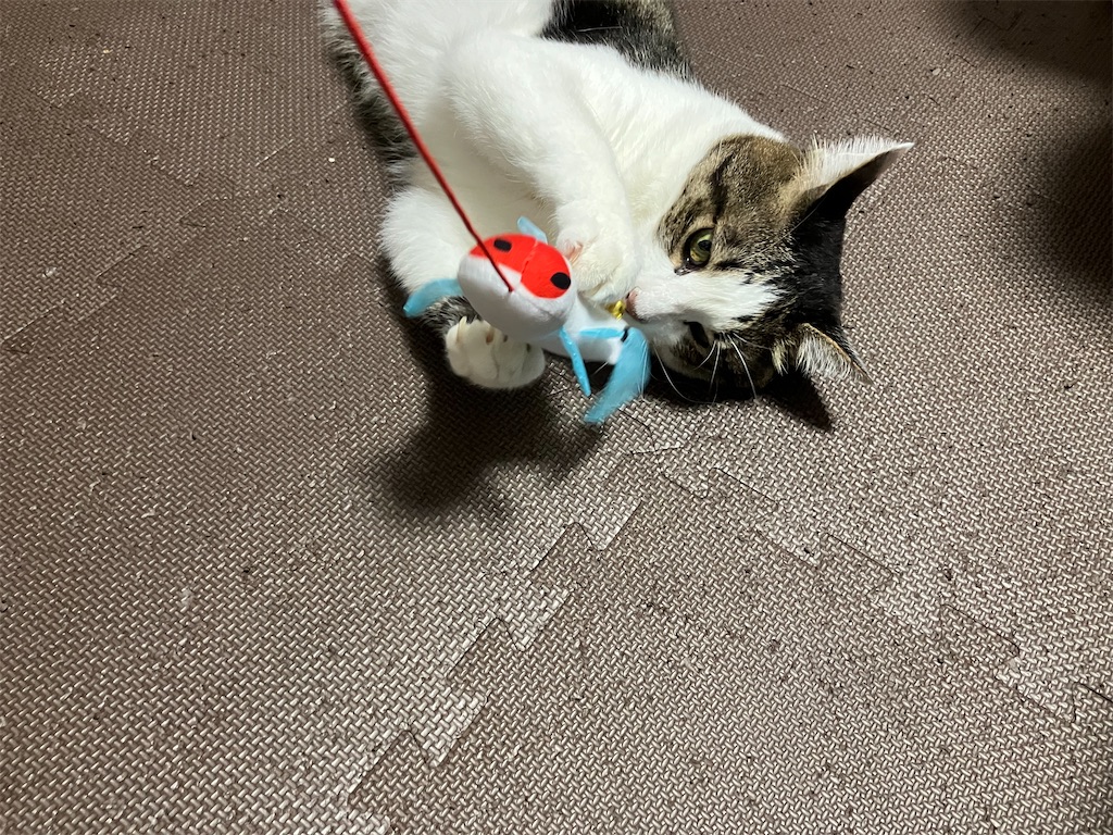 Hartz cattraction ハーツ キャトラクション コイコイ つりじゃらし 四ニャン坊たかんぼの反応