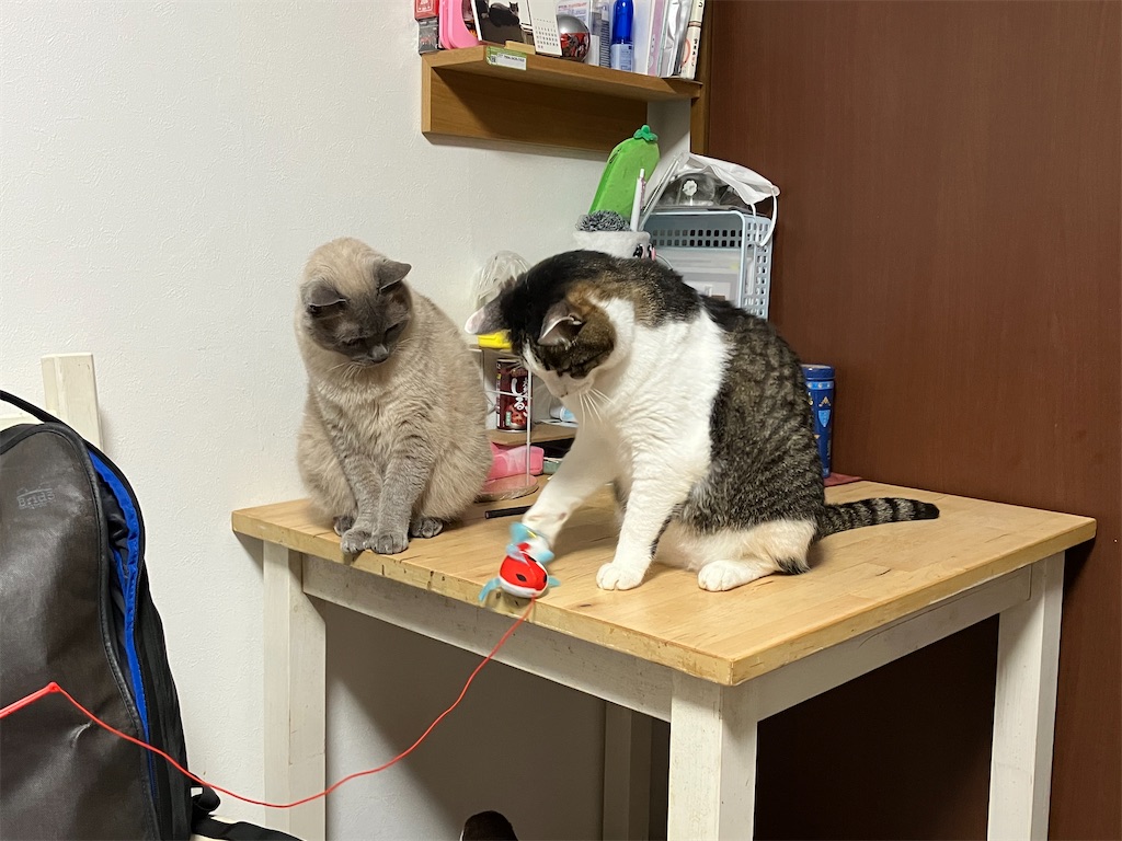 Hartz cattraction ハーツ キャトラクション コイコイ つりじゃらし たかんぼとみゃあの反応