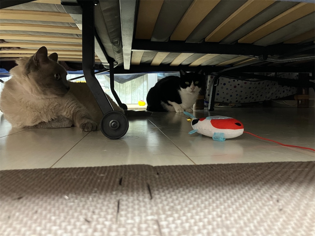 【Hartz cattraction ハーツ キャトラクション コイコイ つりじゃらし】たかんぼの独壇場をベッド下から、さんた、みゃあが眺めていました