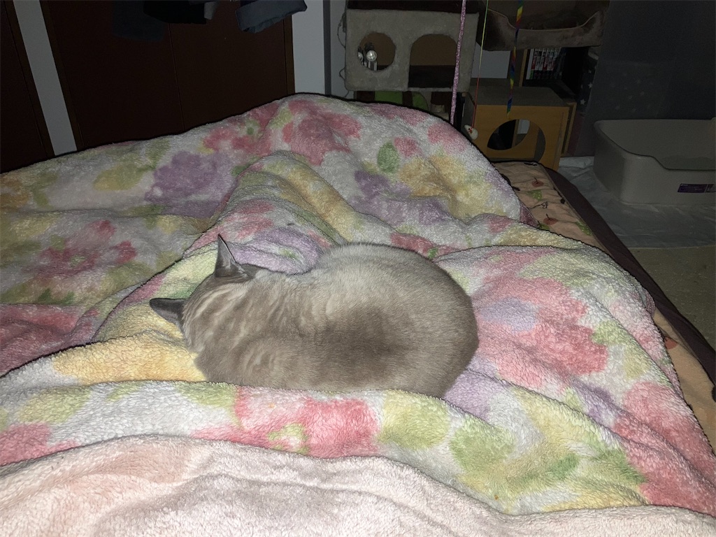 みゃあ、私の股の間でネンネを
