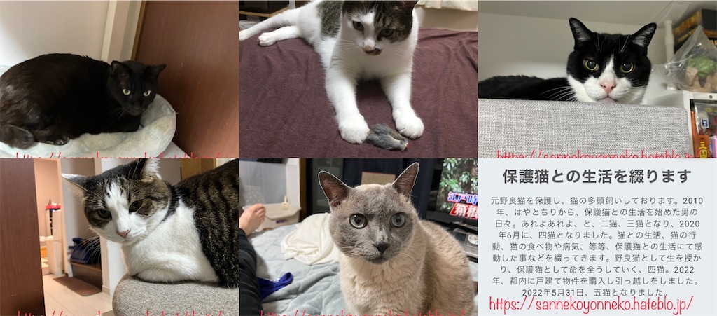 保護猫多頭飼いの日々 今回の投稿が200記事目となりました