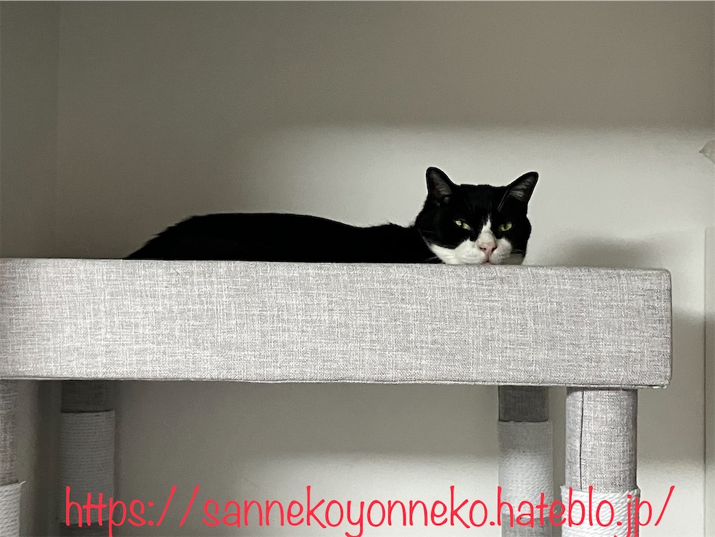 キャットタワーの愉しみ方は三猫三様 天板はさんたの専有スペース