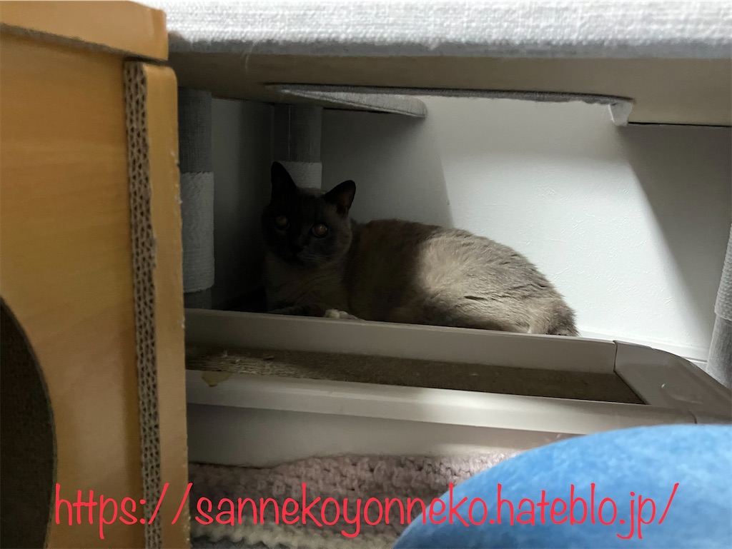 キャットタワーの愉しみ方は三猫三様 みゃあ、暗くて狭めな場所、気にいったの？
