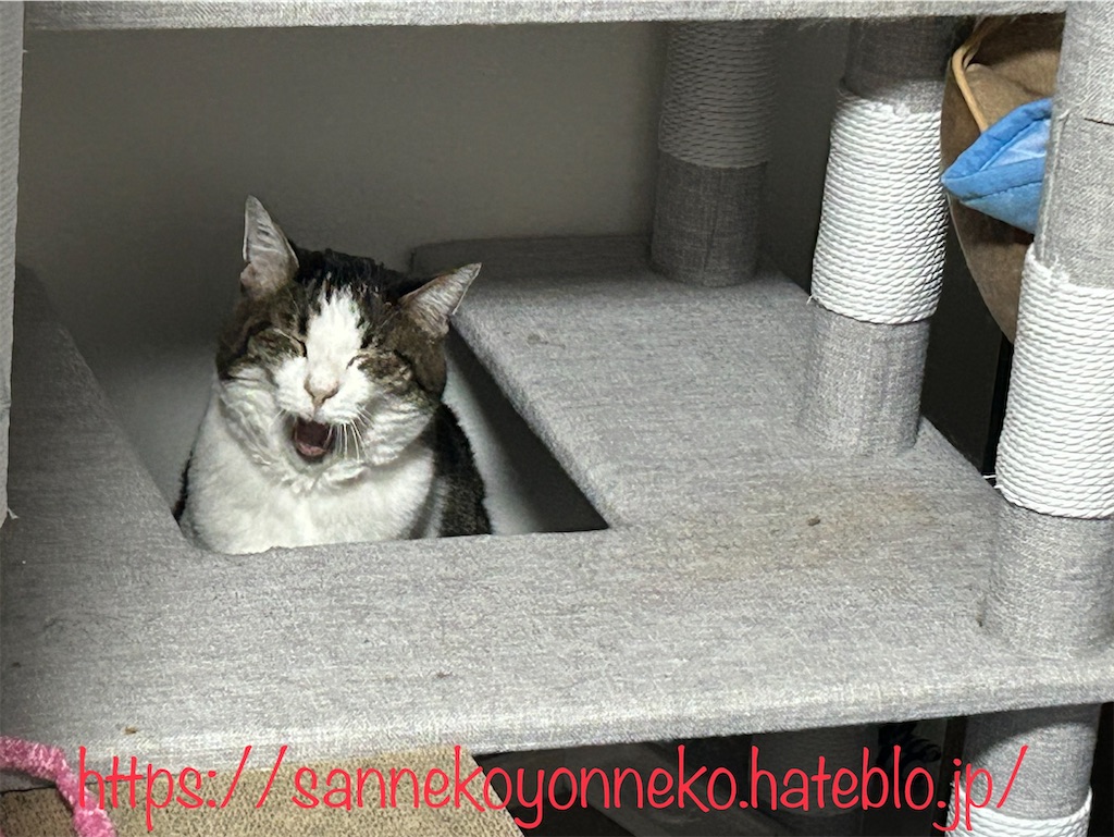 キャットタワーの愉しみ方は三猫三様 たかんぼ、そこでネンネしてたの？