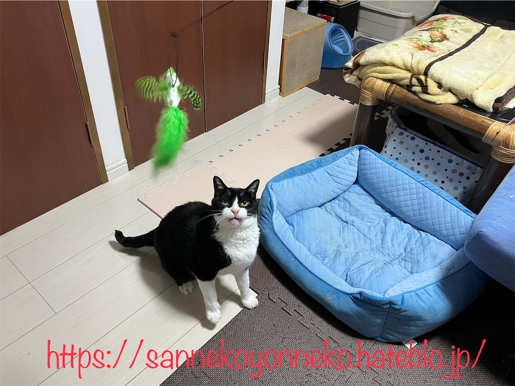 じゃれ猫 吸盤でにゃんトレ ジャンピング
