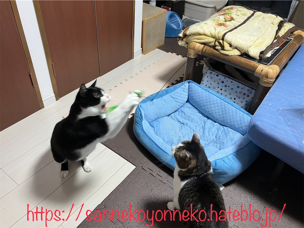 じゃれ猫 吸盤でにゃんトレ ジャンピング