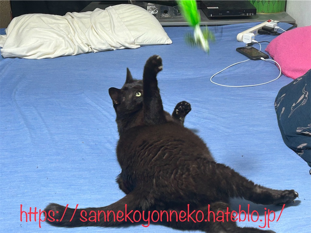 じゃれ猫 吸盤でにゃんトレ ジャンピング