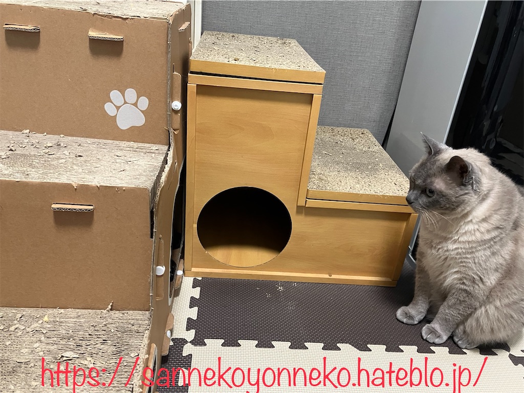 キャットステップの前でお座りをしている五ニャン娘みゃあ