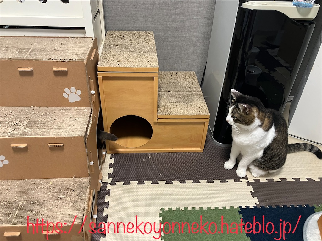 クロが出て行ったら、今度は？？