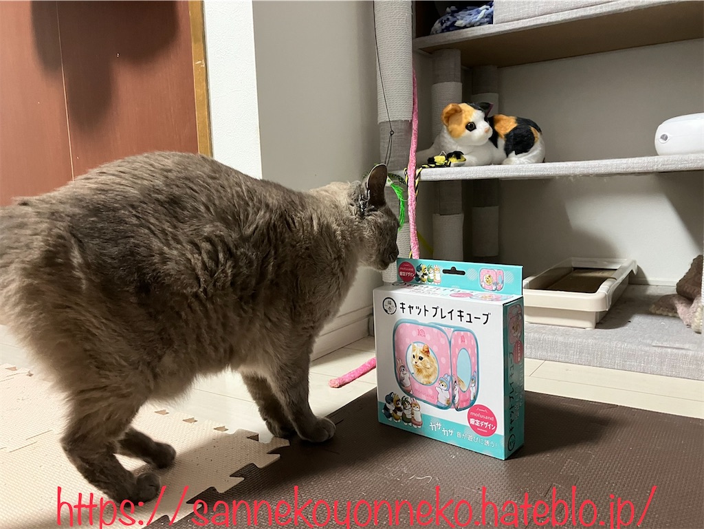 猫壱 キャットプレイキューブ